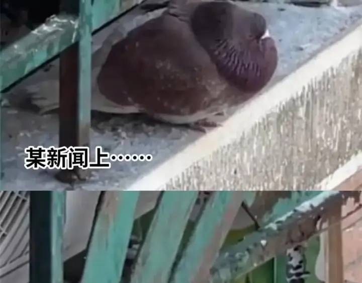 《顶级气运，悄悄修炼千年》178 天下第一的挑战图4